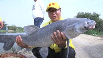 秋冬钓鱼视频,钓鱼乐无穷——秋冬钓鱼视频攻略解析