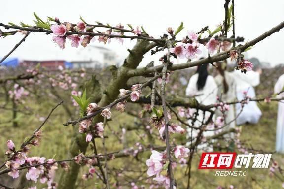 桃花运视频,如何吸引心仪之人