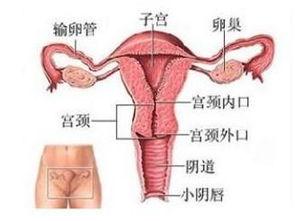 月经流血视频,生理现象背后的科学奥秘