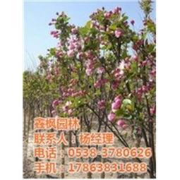 海棠树修剪视频,视频教程深度解读