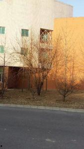 海棠树修剪视频,视频教程深度解读