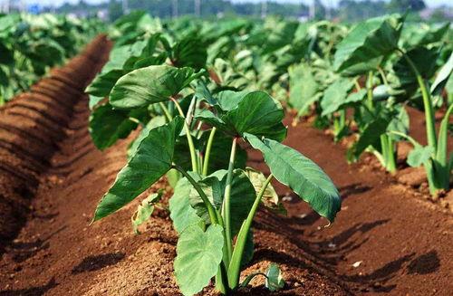 荔浦芋头种植技术视频,从选种到收获的全程解析