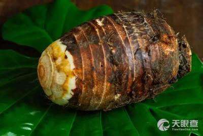 荔浦芋头种植技术视频,从选种到收获的全程解析