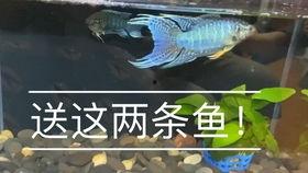 介绍鱼的视频